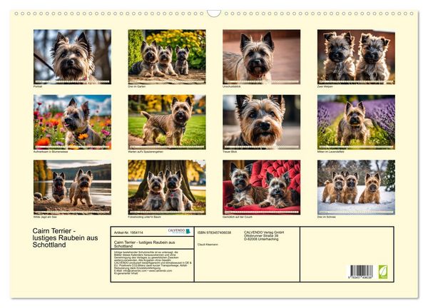 Produktbild: Cairn Terrier - lustiges Raubein aus Schottland (Wandkalender 2026 DIN A2 quer), CALVENDO Monatskalender