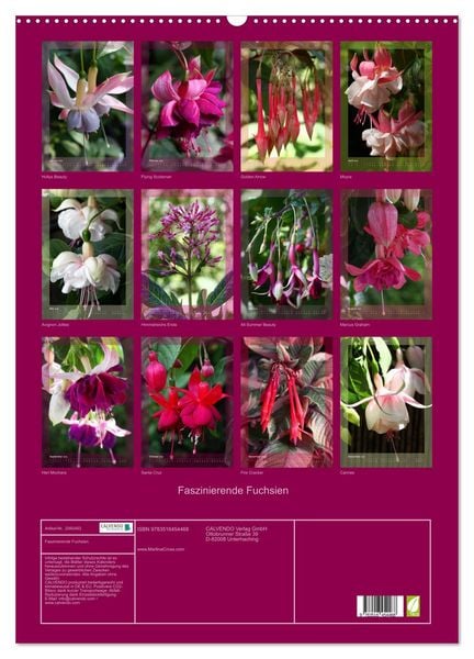Produktbild: Faszinierende Fuchsien (Wandkalender 2026 DIN A2 hoch), CALVENDO Monatskalender