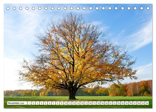Produktbild: Die Buche: 12 Baumportr&auml;ts (Tischkalender 2026 DIN A5 quer), CALVENDO Monatskalender