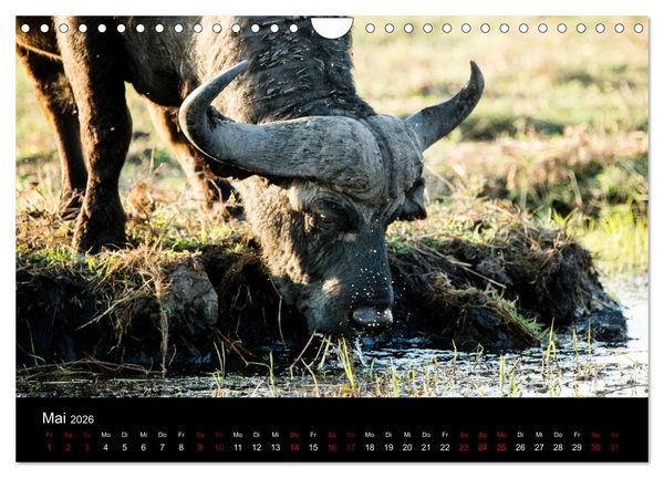 Produktbild: Afrika - Faszination Tierwelt (Wandkalender 2026 DIN A4 quer), CALVENDO Monatskalender