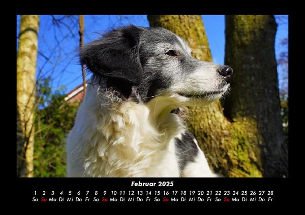 Produktbild: Hundezauber 2025 Fotokalender DIN A3