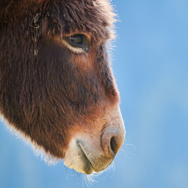 Produktbild: Esel / Donkeys 2027