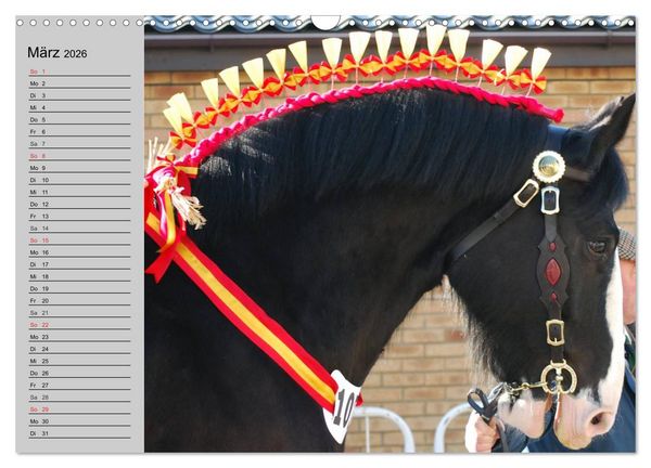 Produktbild: Das Shire Horse. Impressionen (Wandkalender 2026 DIN A3 quer), CALVENDO Monatskalender