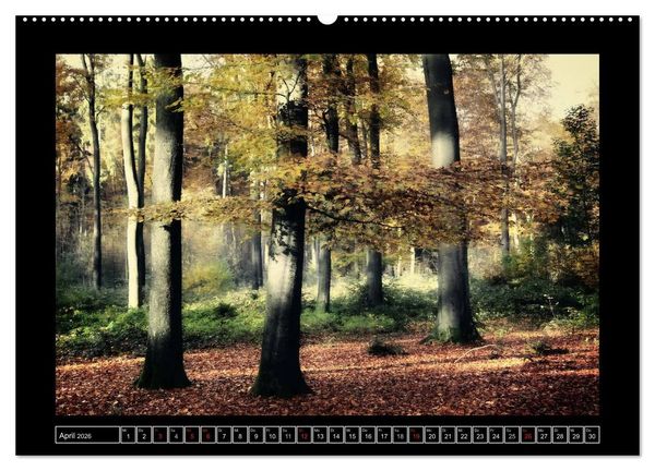 Produktbild: Der Reichswald bei Kleve (Wandkalender 2026 DIN A2 quer), CALVENDO Monatskalender