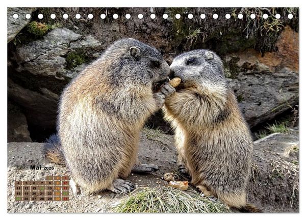 Produktbild: Big Five der Alpen G&auml;mse, Steinbock, Murmeltier, Steinadler, Bartgeier (Tischkalender 2026 DIN A5 quer), CALVENDO Monatskalender