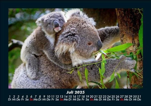 Produktbild: Koala 2025 Fotokalender DIN A5