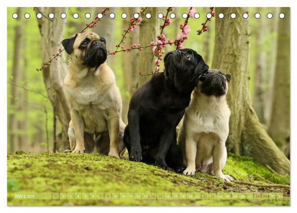Produktbild: Lustige M&ouml;pse aus der Hundeknipserei (Tischkalender 2026 DIN A5 quer), CALVENDO Monatskalender