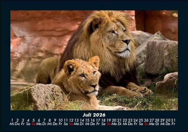 Produktbild: L&ouml;wen in der Wildnis 2026 Fotokalender DIN A5