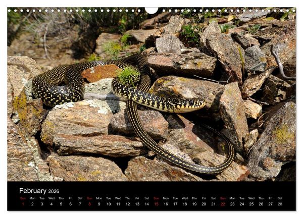 Produktbild: SNAKES / UK-Version (Wall Calendar 2026 DIN A3 landscape), CALVENDO 12 Month Wall Calendar
