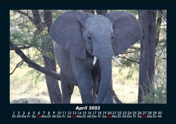 Produktbild: Elefanten - Die sanften Riesen Afrikas 2025 Fotokalender DIN A5