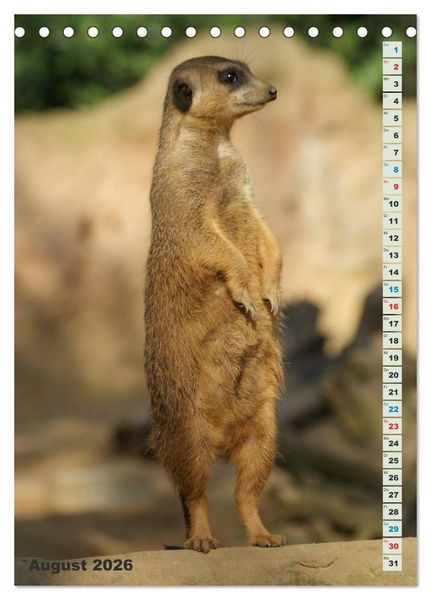 Produktbild: Erdm&auml;nnchen-Meerkats-Surikate (Tischkalender 2026 DIN A5 hoch), CALVENDO Monatskalender