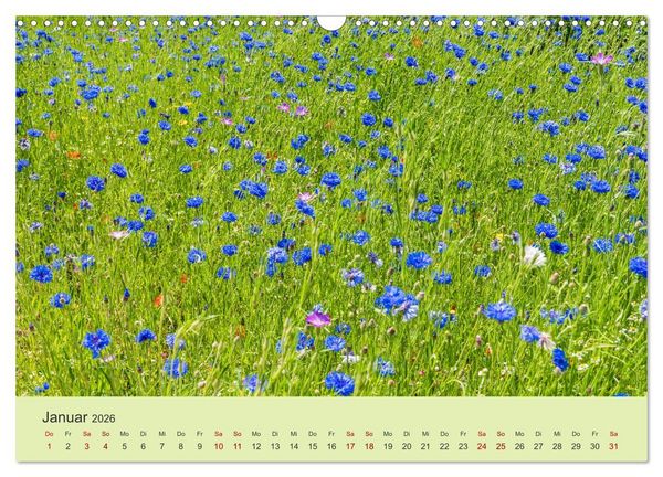 Produktbild: Wilde Blumen - ein Spaziergang durch die Natur (Wandkalender 2026 DIN A3 quer), CALVENDO Monatskalender