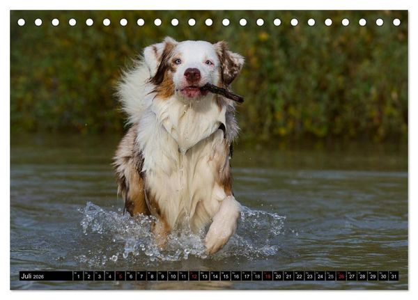 Produktbild: Bekannt wie ein bunter Hund. Australian Shepherd (Tischkalender 2026 DIN A5 quer), CALVENDO Monatskalender