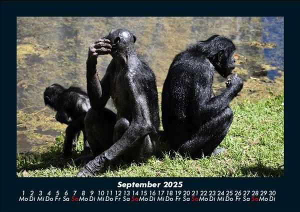 Produktbild: Welt der Affen 2025 Fotokalender DIN A5