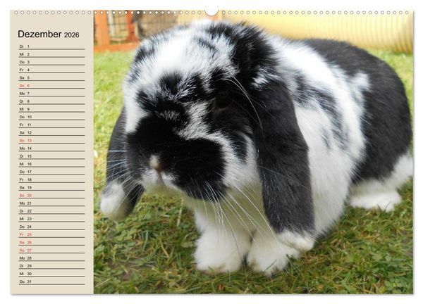 Produktbild: Kaninchen und Hasen (Wandkalender 2026 DIN A2 quer), CALVENDO Monatskalender