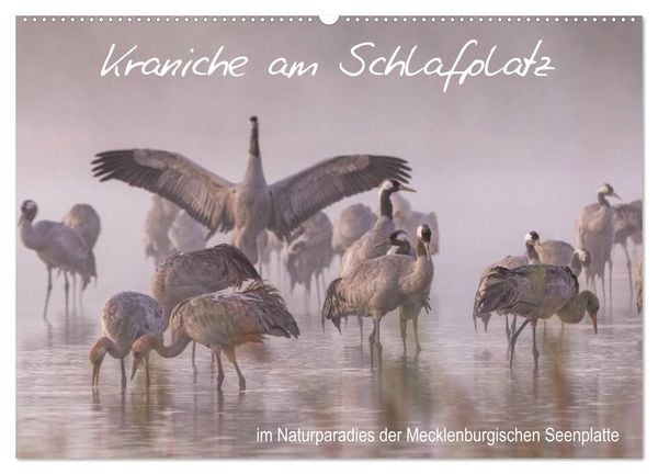Produktbild: Kraniche am Schlafplatz - im Naturparadies der Mecklenburgischen Seenplatte (Wandkalender 2026 DIN A2 quer), CALVENDO Monatskalender