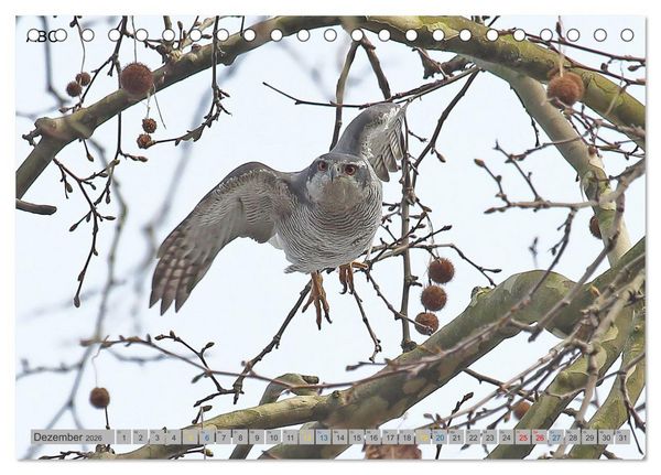 Produktbild: Habicht - aus dem Leben eines imposanten Greifvogels (Tischkalender 2026 DIN A5 quer), CALVENDO Monatskalender