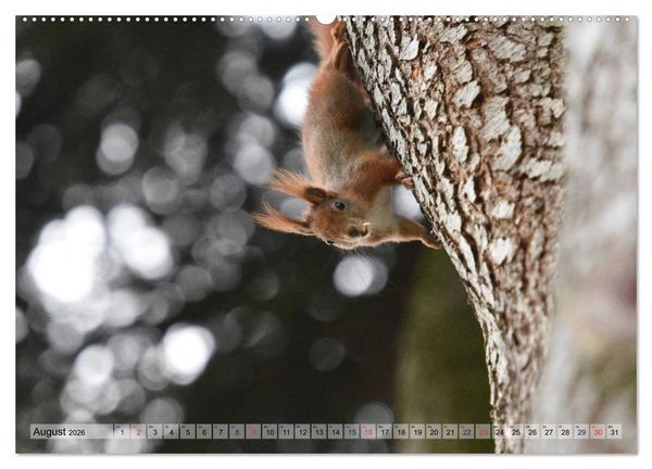 Produktbild: Eichh&ouml;rnchen-Spa&szlig; (Wandkalender 2026 DIN A2 quer), CALVENDO Monatskalender