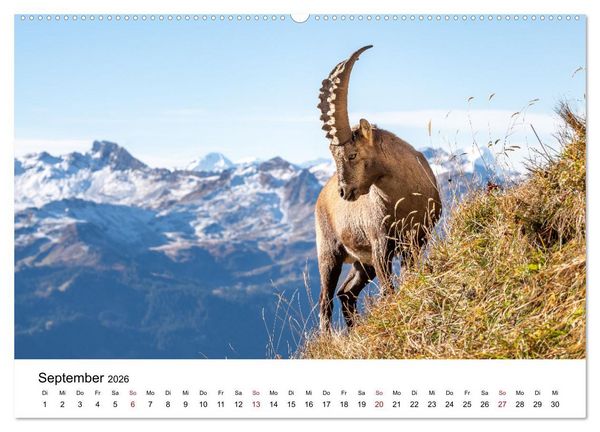 Produktbild: Steinb&ouml;cke - Eindr&uuml;ckliche K&ouml;nige der Alpen (Wandkalender 2026 DIN A2 quer), CALVENDO Monatskalender