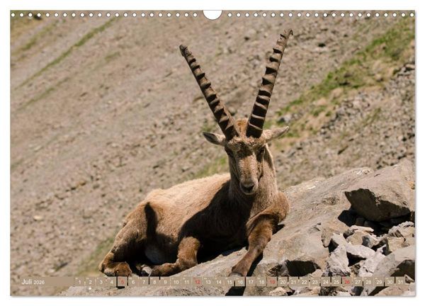 Produktbild: Steinwild am Pilatus (Wandkalender 2026 DIN A3 quer), CALVENDO Monatskalender