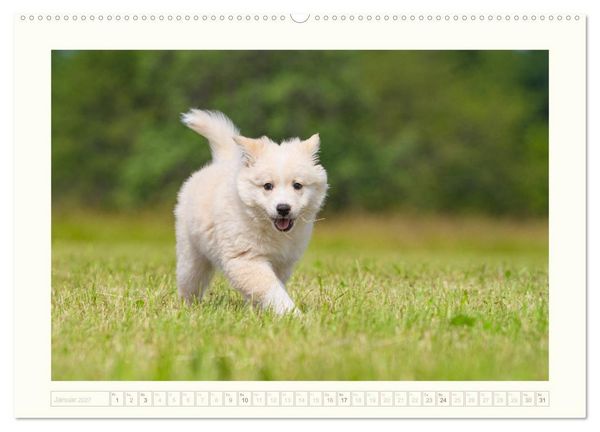 Produktbild: Kleine Islandhunde entdecken die Welt (Wandkalender 2027 DIN A2 quer), CALVENDO Monatskalender