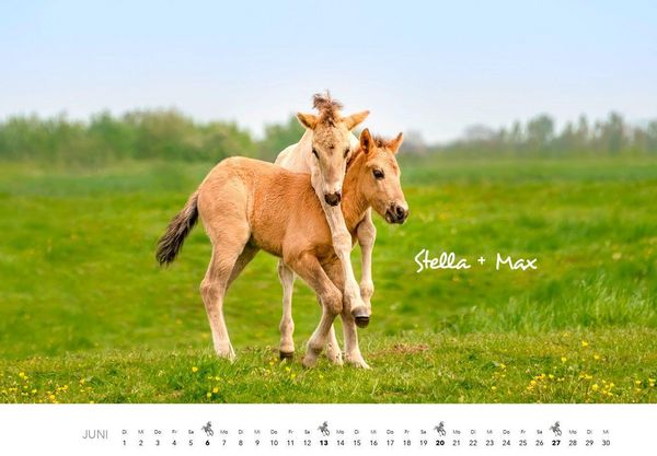 Produktbild: Pferde Kalender 2027 Wandkalender