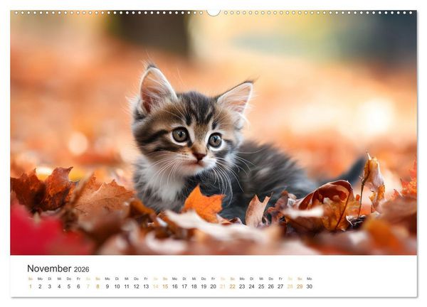 Produktbild: Zauberhafte Katzenbabys (hochwertiger Premium Wandkalender 2026 DIN A2 quer), Kunstdruck in Hochglanz