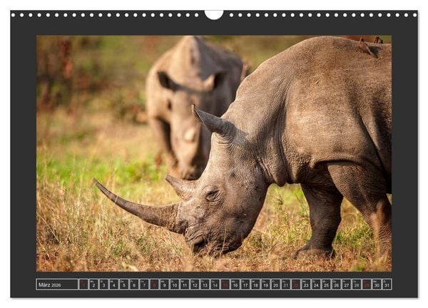 Produktbild: Das Wei&szlig;e Nashorn (Wandkalender 2026 DIN A3 quer), CALVENDO Monatskalender