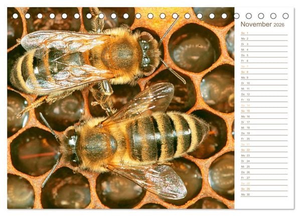 Produktbild: S&uuml;&szlig;es Gold: Imker, Bienen & Honig (Tischkalender 2026 DIN A5 quer), CALVENDO Monatskalender