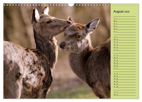 Produktbild: Hirsche - K&ouml;nige des Waldes/Geburtstagskalender (Wandkalender 2026 DIN A3 quer), CALVENDO Monatskalender