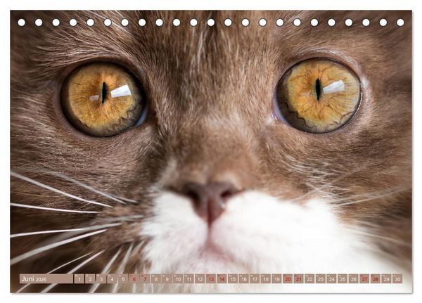 Produktbild: Kittens - Britisch Kurzhaar Katzenkinder (Tischkalender 2026 DIN A5 quer), CALVENDO Monatskalender