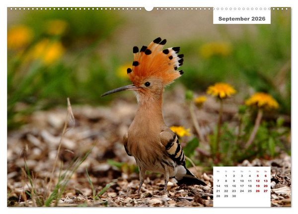 Produktbild: Zwei Tierfotografen Zw&ouml;lf Highlights (Wandkalender 2026 DIN A2 quer), CALVENDO Monatskalender
