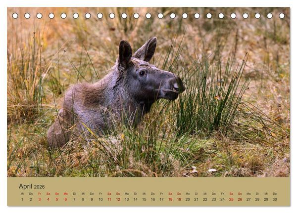 Produktbild: Die lieben Kleinen ... Tierkinder einfach zum Knuddeln (Tischkalender 2026 DIN A5 quer), CALVENDO Monatskalender