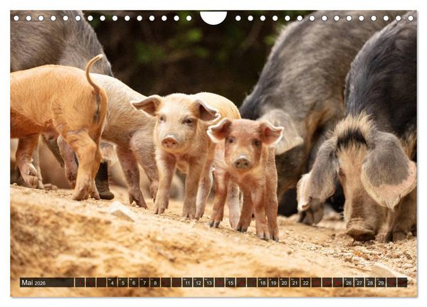 Produktbild: Korsika - s&uuml;&szlig;e, wilde Schweinchen (Wandkalender 2026 DIN A4 quer), CALVENDO Monatskalender