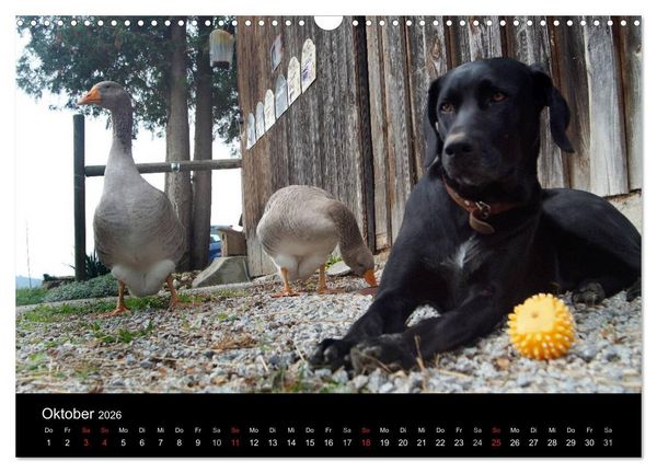 Produktbild: Der schwarze Hund und seine Freunde (Wandkalender 2026 DIN A3 quer), CALVENDO Monatskalender