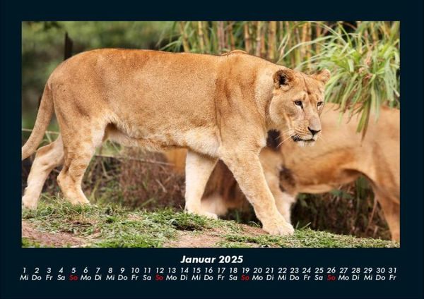 Produktbild: Welt der Tiere 2025 Fotokalender DIN A4