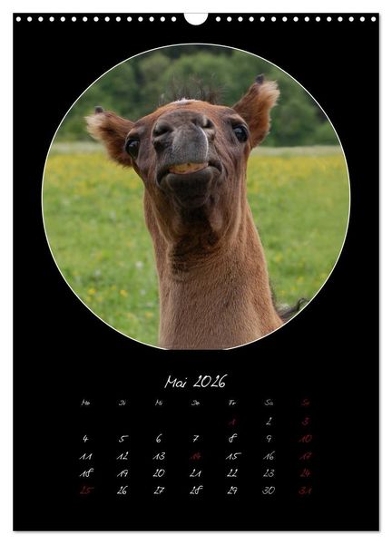 Produktbild: Crazy horses (Wandkalender 2026 DIN A3 hoch), CALVENDO Monatskalender