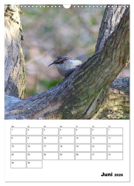 Produktbild: Heimische Singv&ouml;gel (Wandkalender 2026 DIN A3 hoch), CALVENDO Monatskalender