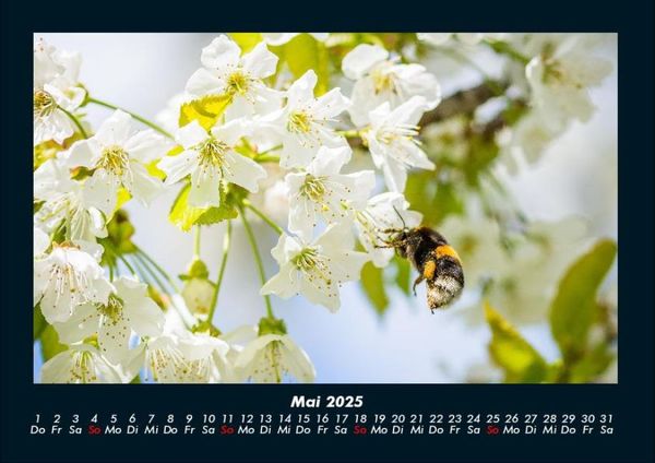 Produktbild: Blumentr&auml;ume 2025 Fotokalender DIN A4