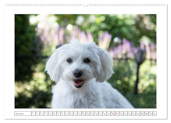 Produktbild: Maltipoo - Malteser -Pudel (Wandkalender 2026 DIN A2 quer), CALVENDO Monatskalender