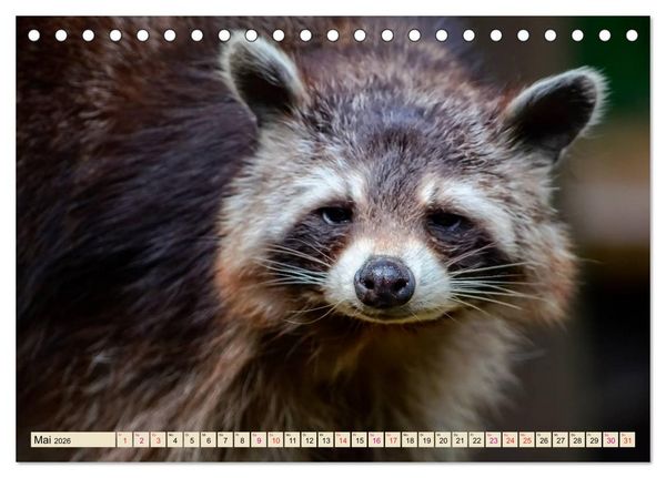 Produktbild: Waschb&auml;r - Niedlicher Allesfresser (Tischkalender 2026 DIN A5 quer), CALVENDO Monatskalender