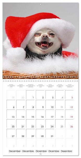 Produktbild: Chihuahua: Small dogs, but mighty (Wall Calendar 2027 12 &times; 12 Inch) CALVENDO 12 Month Wall Calendar