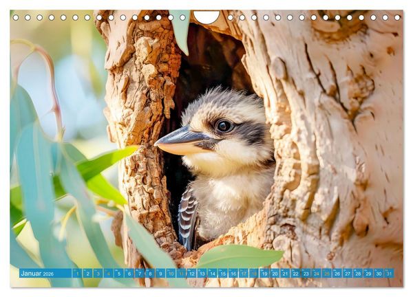 Produktbild: Der Kookaburra - Im australischen Busch mit dem lachenden Hans (Wandkalender 2026 DIN A4 quer), CALVENDO Monatskalender