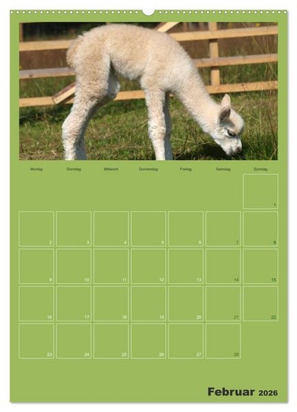 Produktbild: Alpakas zum Verlieben (Wandkalender 2026 DIN A2 hoch), CALVENDO Monatskalender