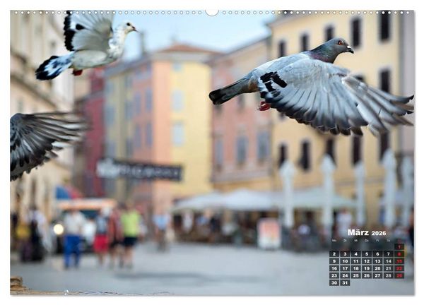 Produktbild: Wie ein Vogel in Rovinj! (hochwertiger Premium Wandkalender 2026 DIN A2 quer), Kunstdruck in Hochglanz