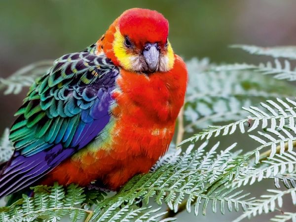 Produktbild: CALVENDO Puzzle Western Rosella | 1000 Teile Lege-Gr&ouml;&szlig;e 64x48cm Foto-Puzzle f&uuml;r gl&uuml;ckliche Stunden