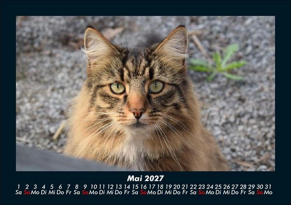 Produktbild: Tierkalender 2027 Fotokalender DIN A5