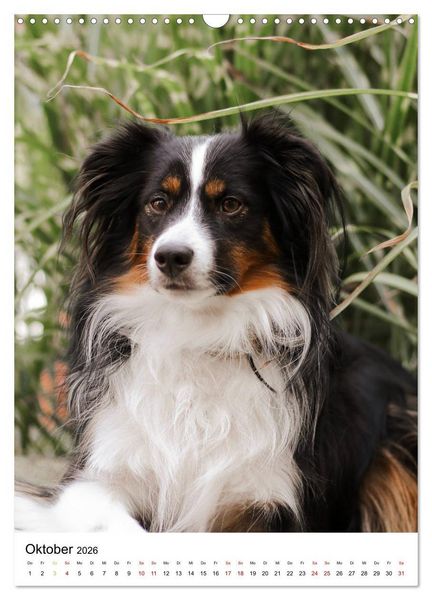 Produktbild: Australian Shepherd - Beste Freunde (Wandkalender 2026 DIN A3 hoch), CALVENDO Monatskalender