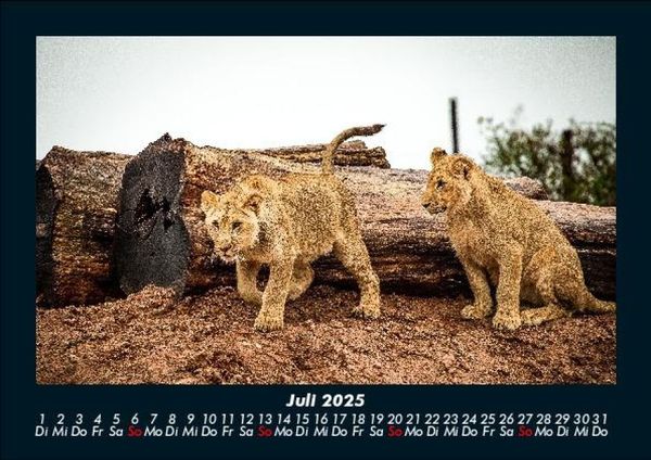 Produktbild: L&ouml;wen in der Wildnis 2025 Fotokalender DIN A5