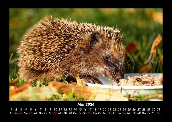 Produktbild: Tiere in der Wildnis 2026 Fotokalender DIN A3